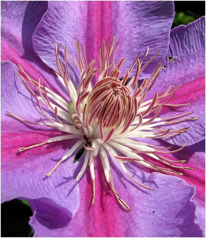 Blütenstand/Clematis