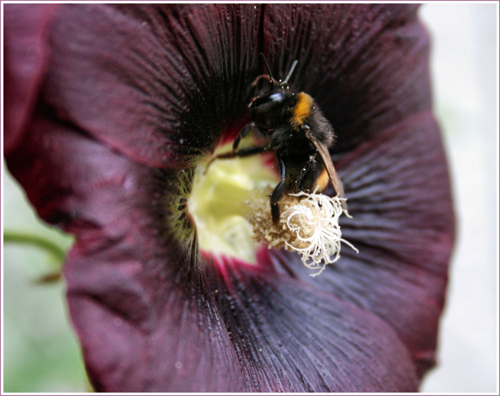 Blütenstaub ... Foto & Bild | tiere, wildlife, insekten Bilder auf fotocommunity