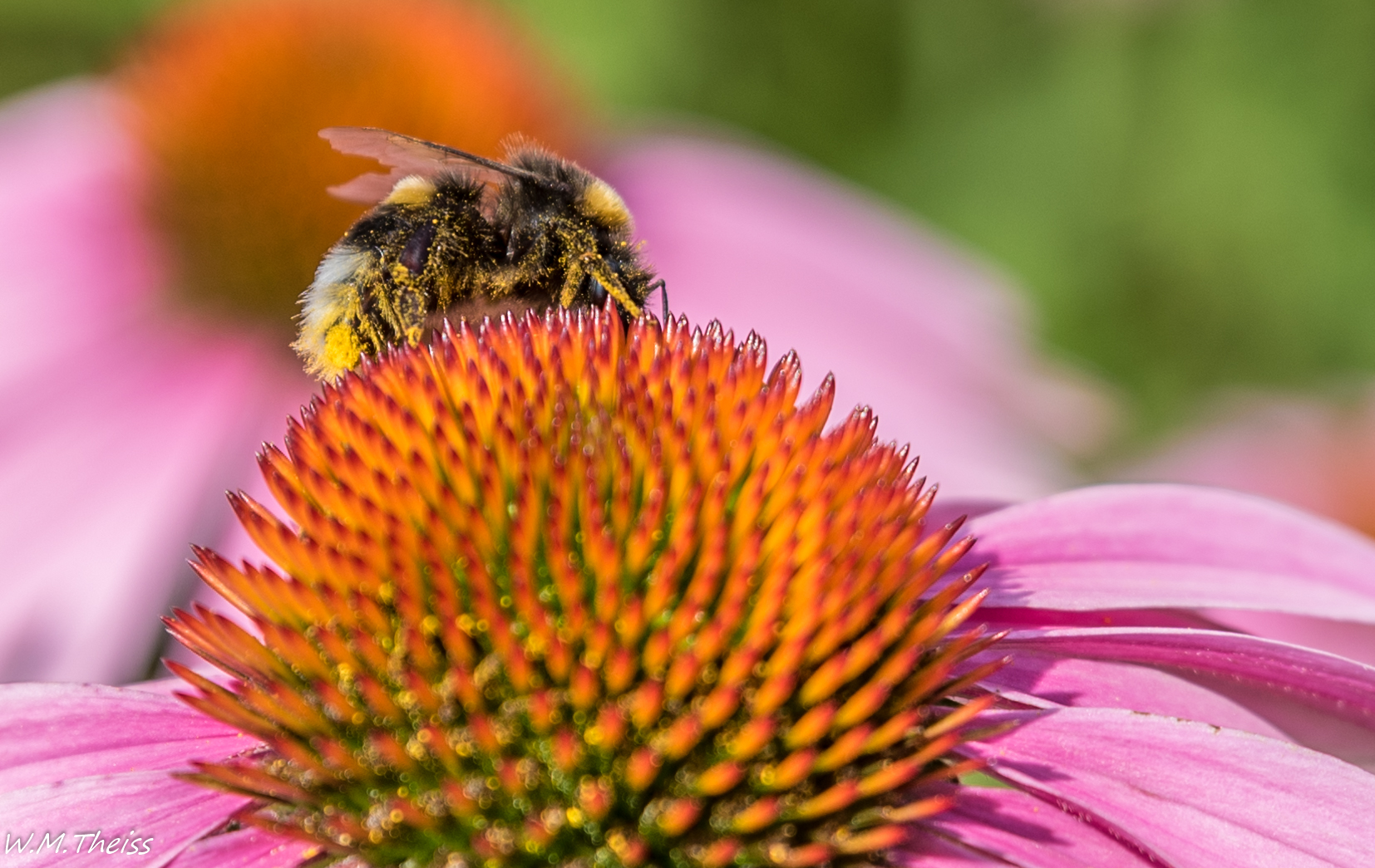 Blütenstaub Foto & Bild fotos, spezial, natur Bilder auf