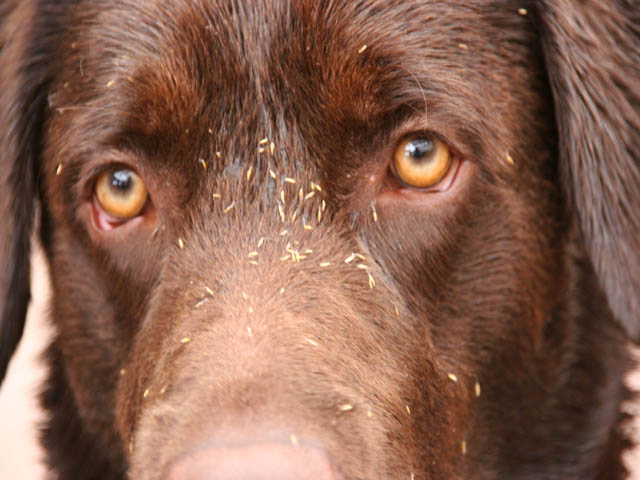 Blütenstaub auf dem Labrador