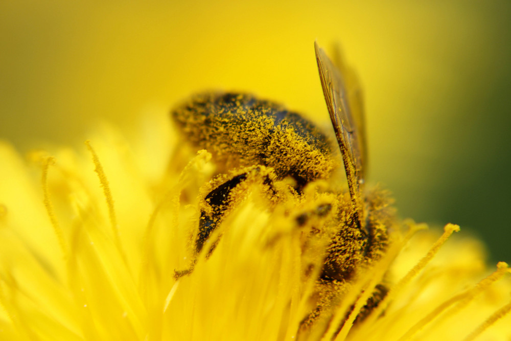 Blütenstaub Biene