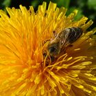 Blütenstaub-Biene