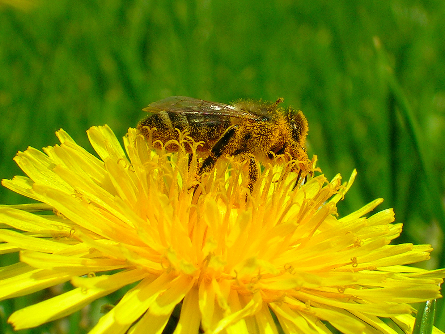  Blütenstaub DSCN18852005-05-08