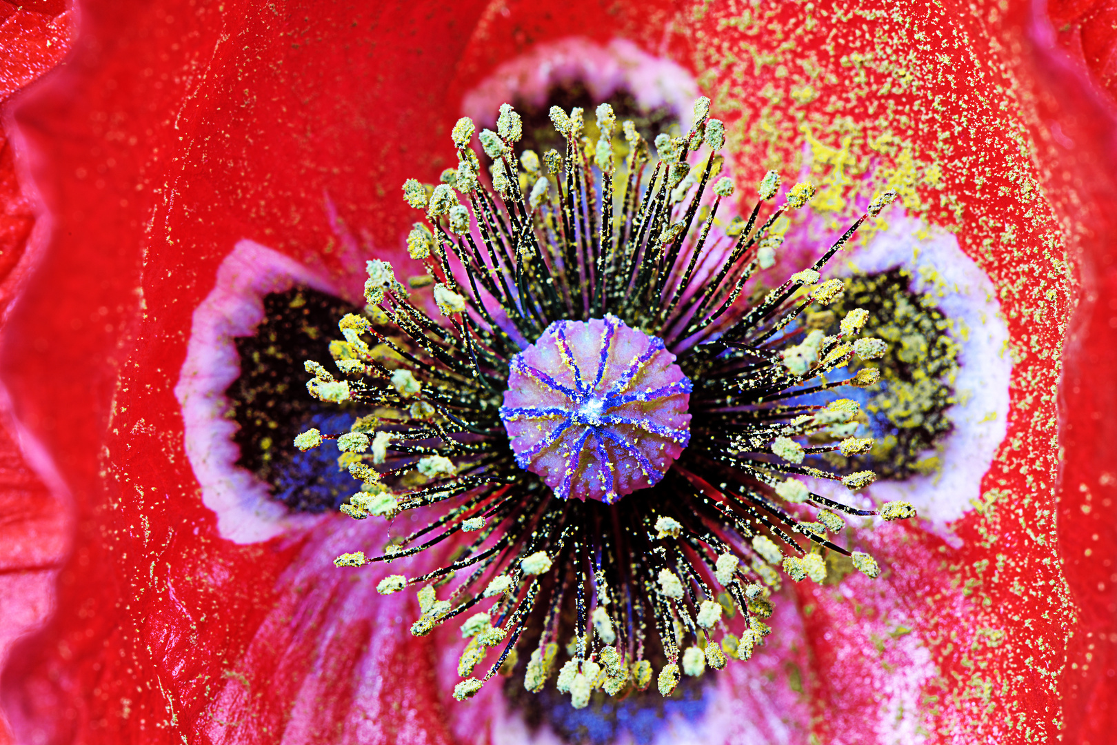 Blütenstaub Foto & Bild natur, nahaufnahme, digiart Bilder auf