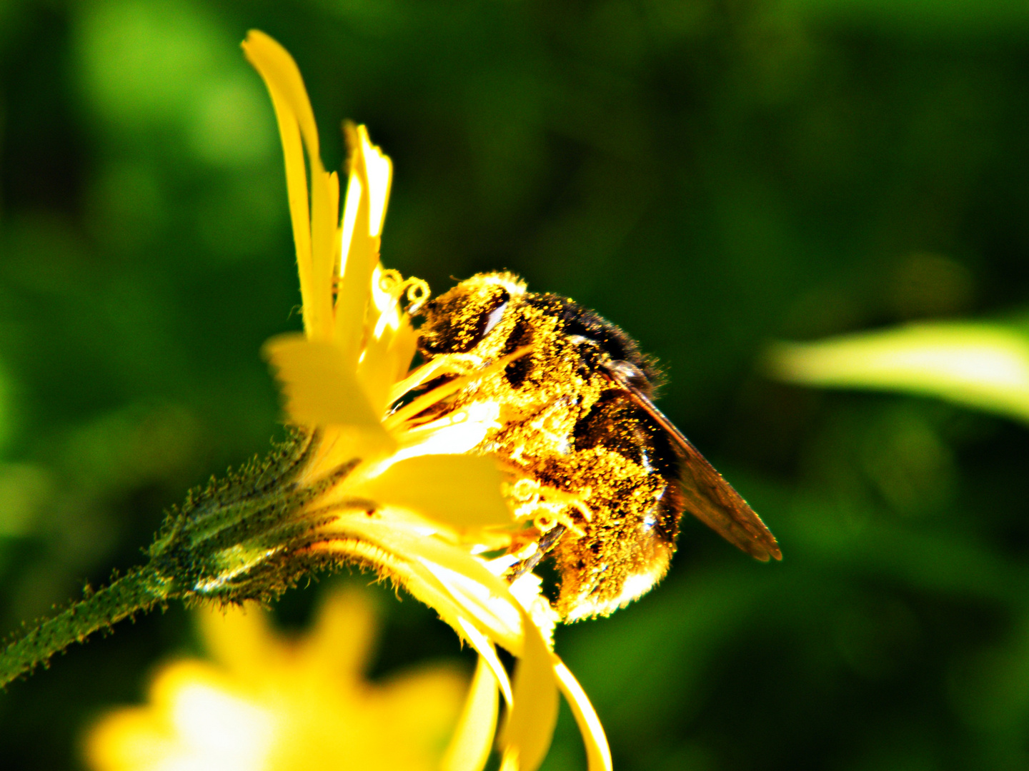 Blütenstaub Großeinkauf bei Frau P. im Garten