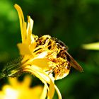 Blütenstaub Großeinkauf bei Frau P. im Garten