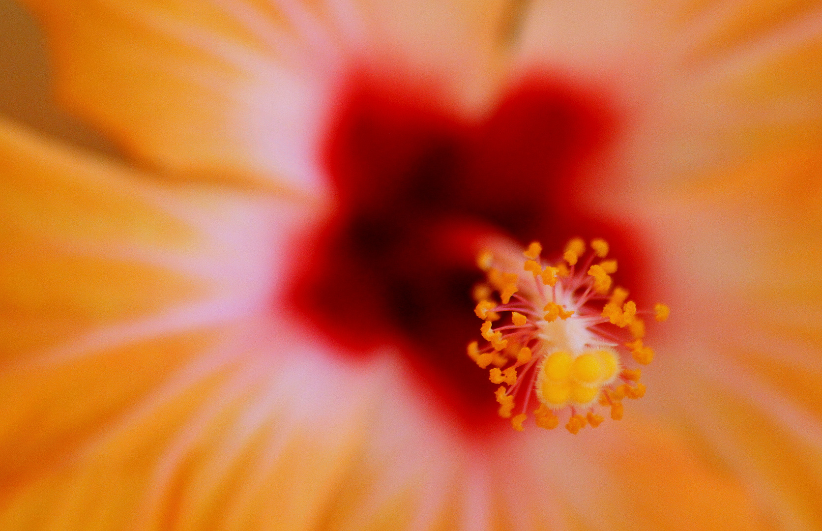 Blütenstaub Hibiskus