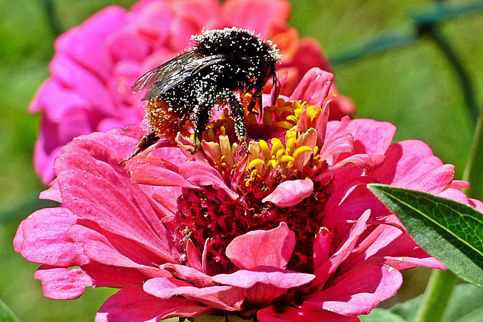 Blütenstaub-Hummel auf Zinnie