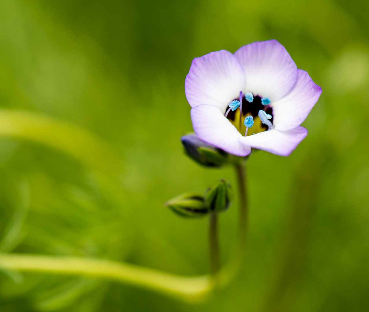 Blütenstaub mal in Blau