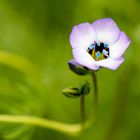 Blütenstaub mal in Blau