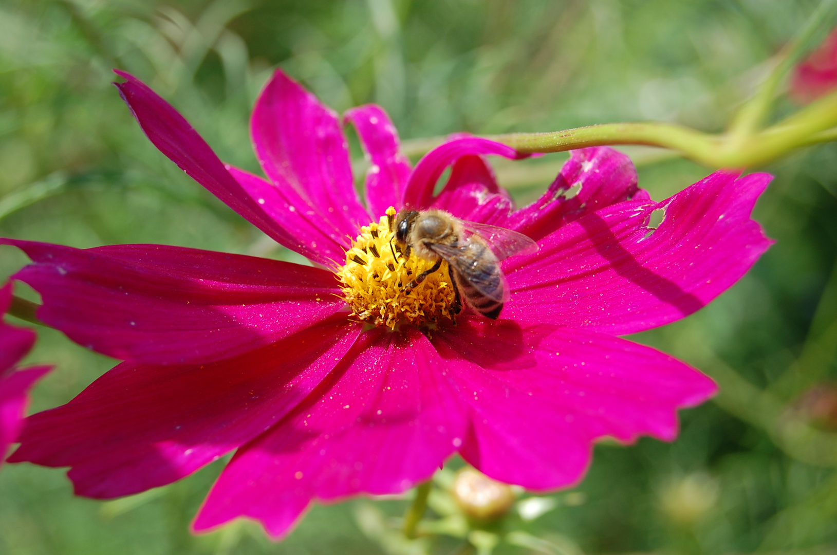 Blütenstaub naschen