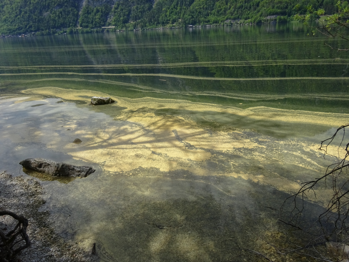 Blütenstaub uim Wasser