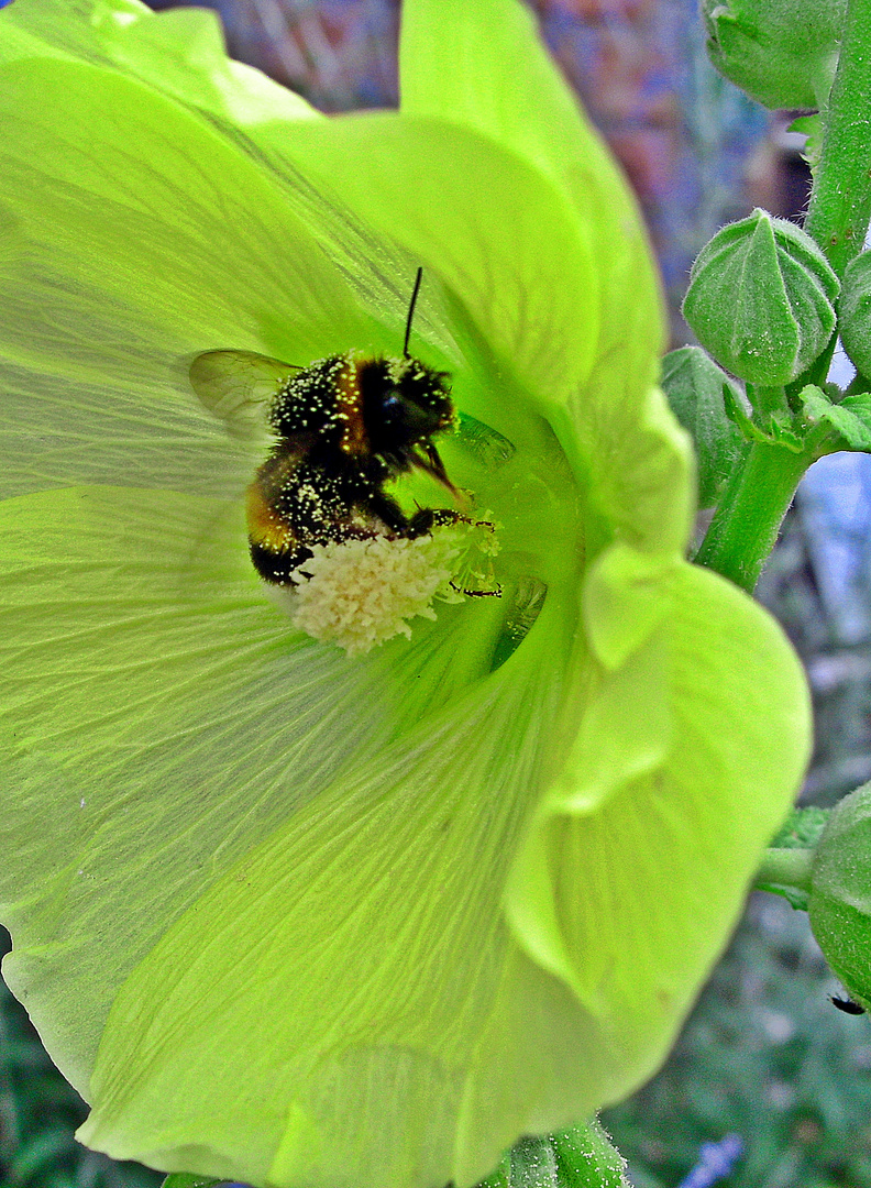 Blütenstaubige Hummel