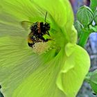 Blütenstaubige Hummel