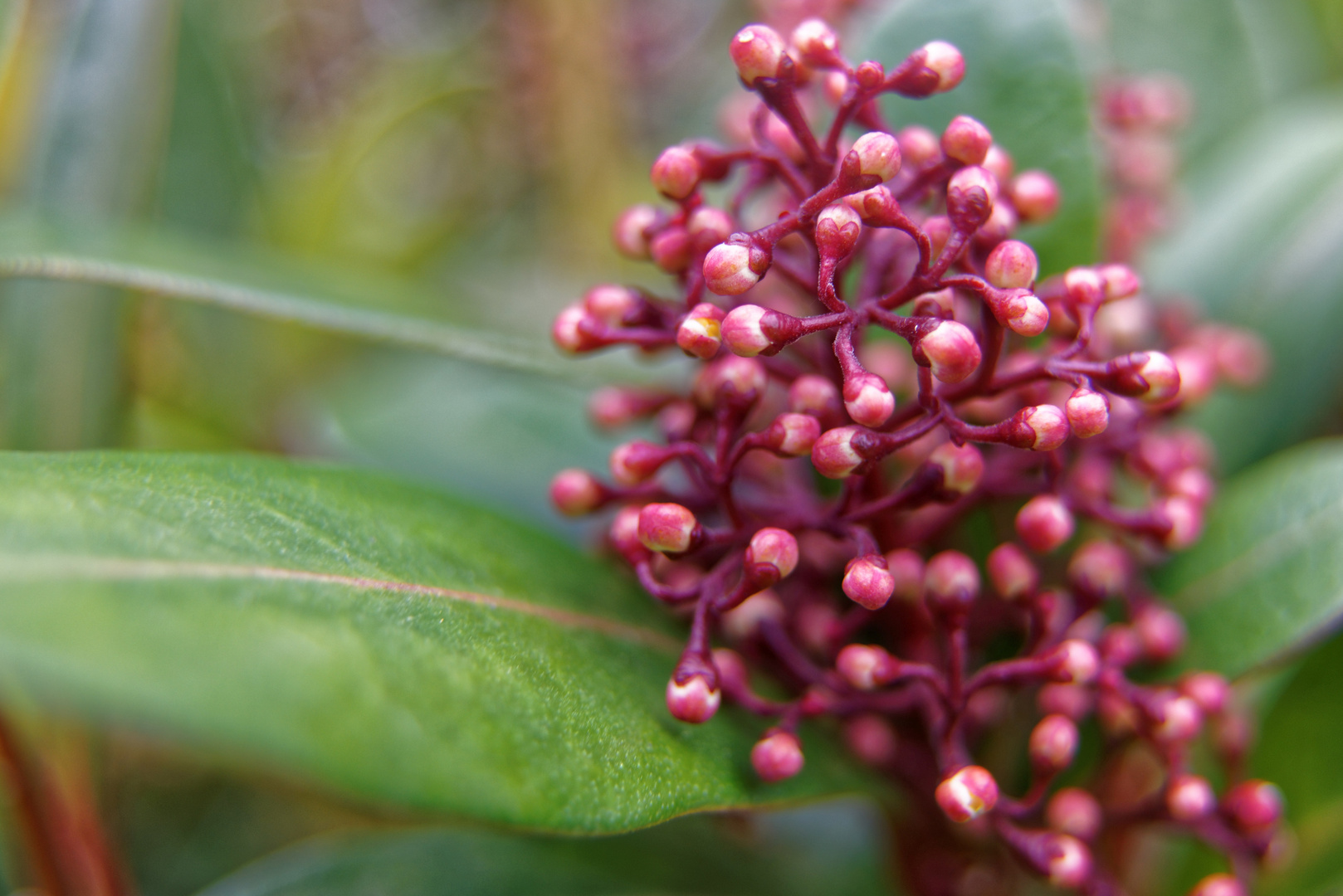 Blütenstaude einer Immergrünen Skimmia