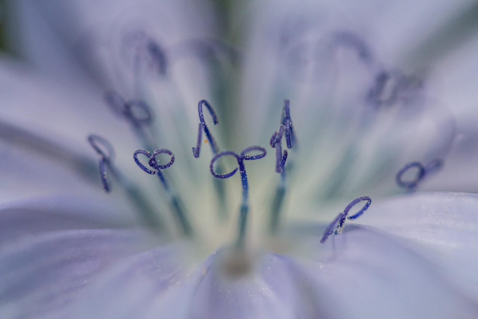 Blütenstempel