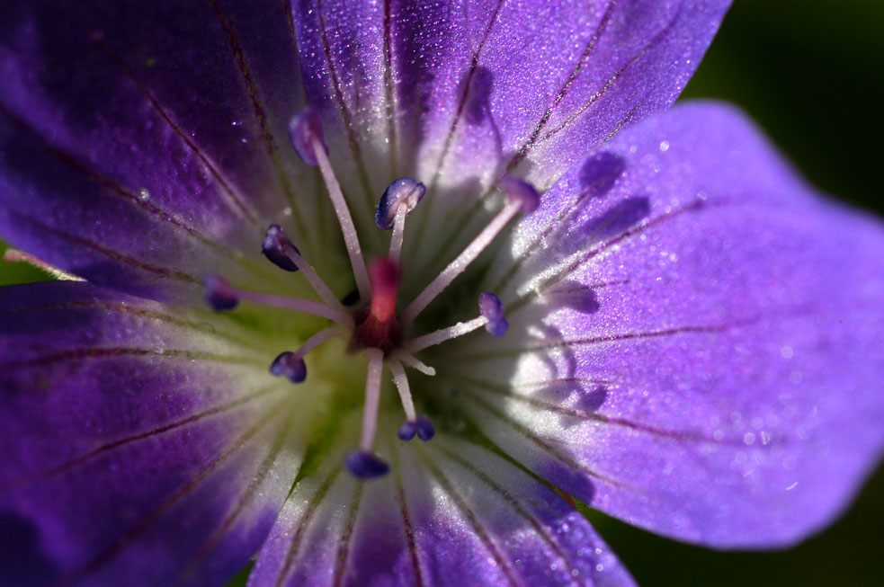 blütenstempel