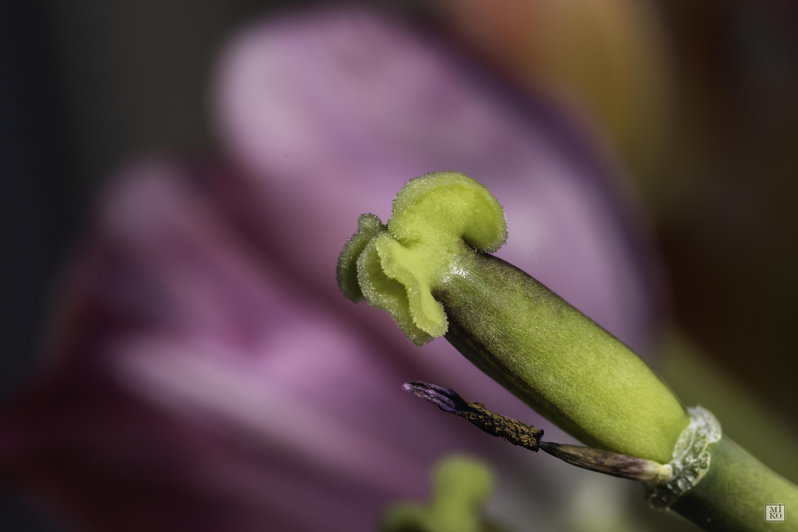 Blütenstempel