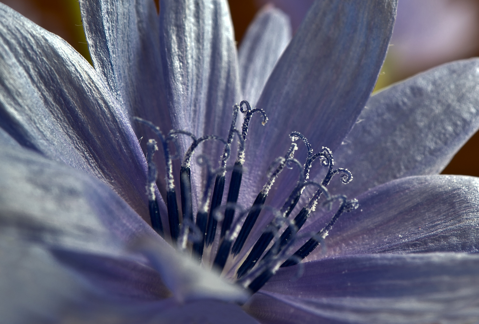 Blütenstempel