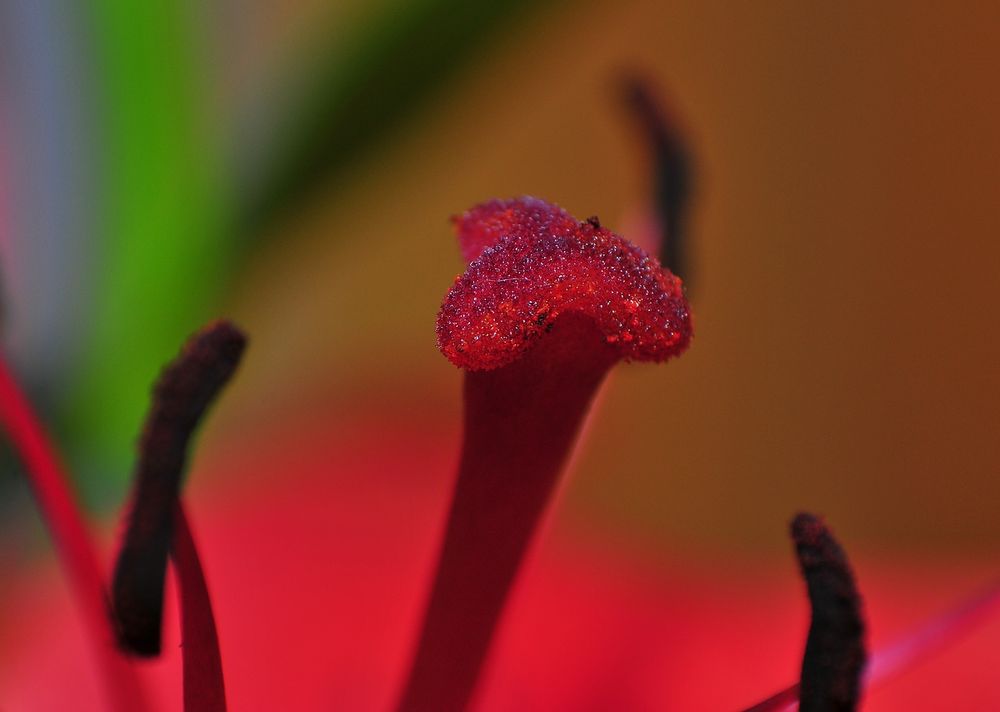 Blütenstempel by fundiver 