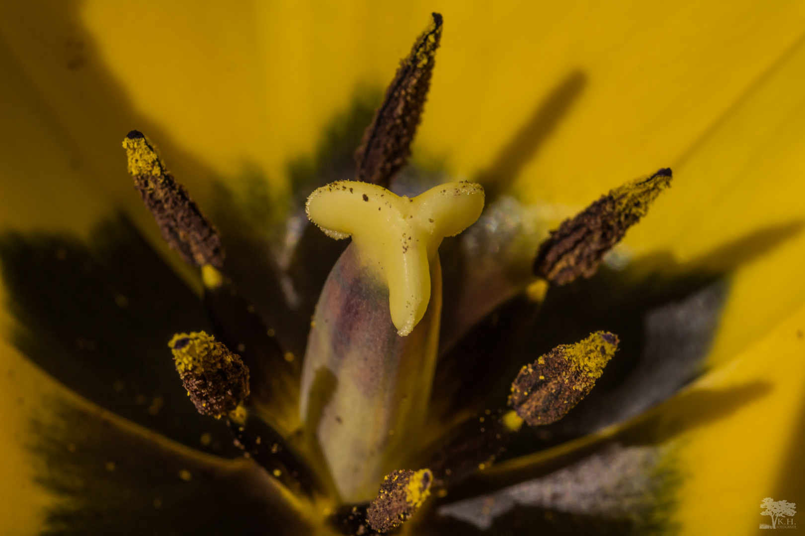 Blütenstempel