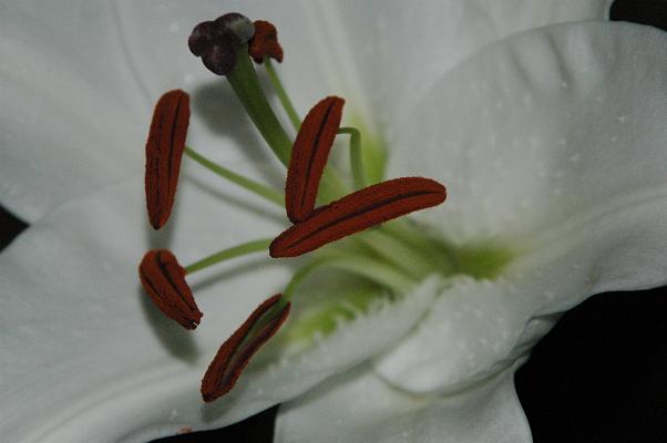 Blütenstempel