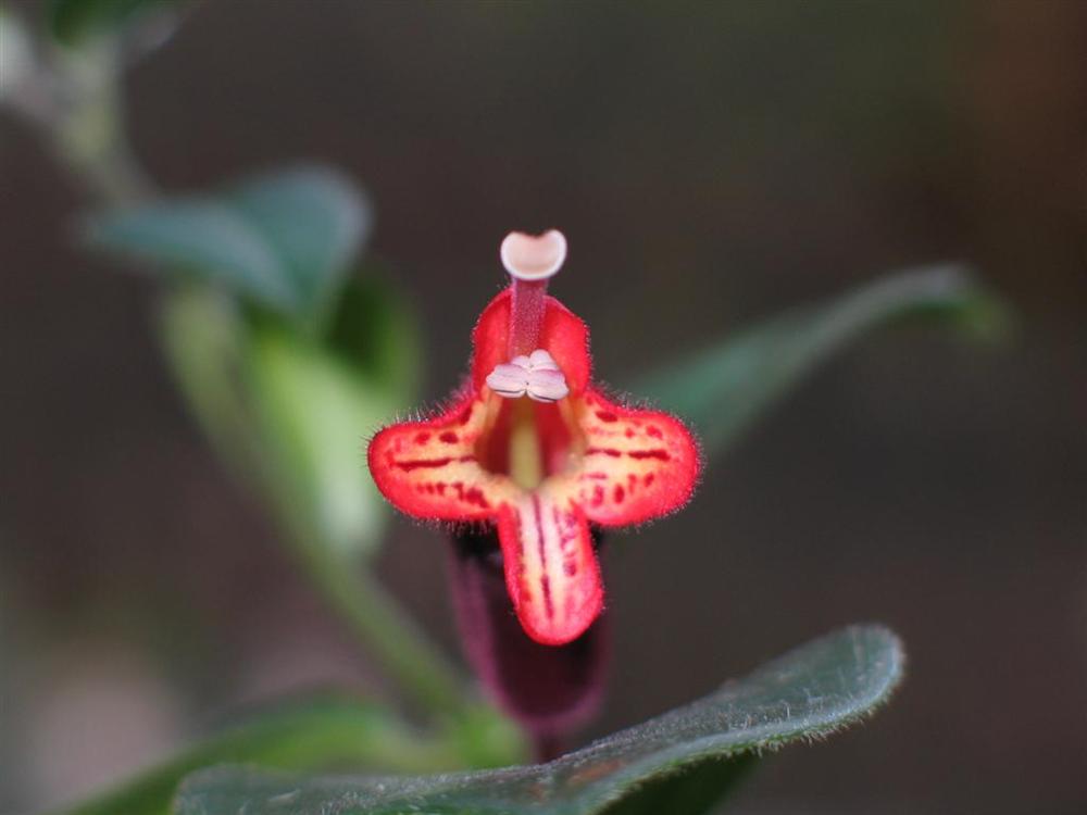 Blütenstempel