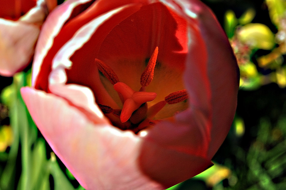 "Blütenstempel"