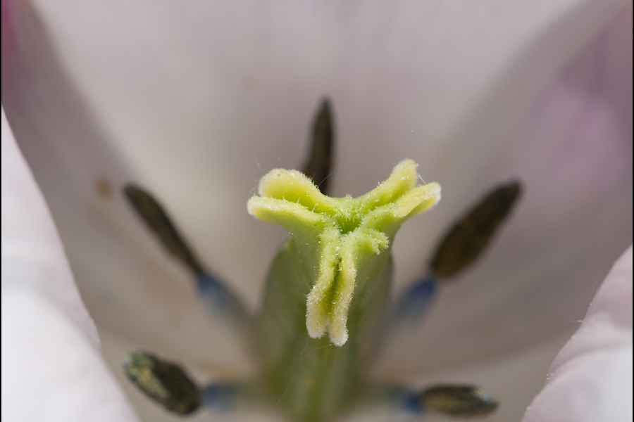 Blütenstempel