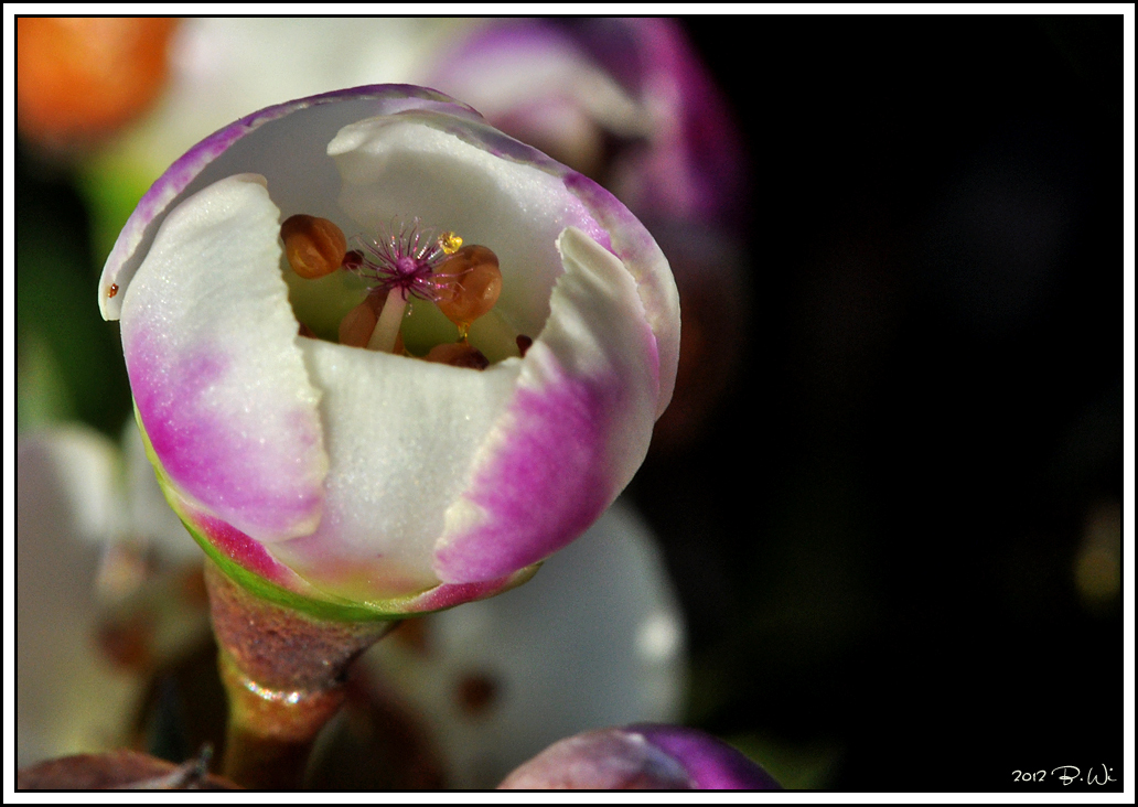 Blütenstempel