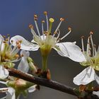 Blütenstempel