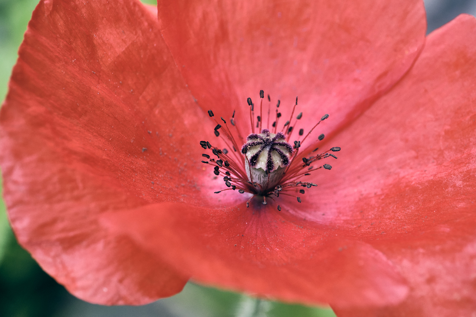 Blütenstempel