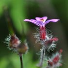 Blütenstempel