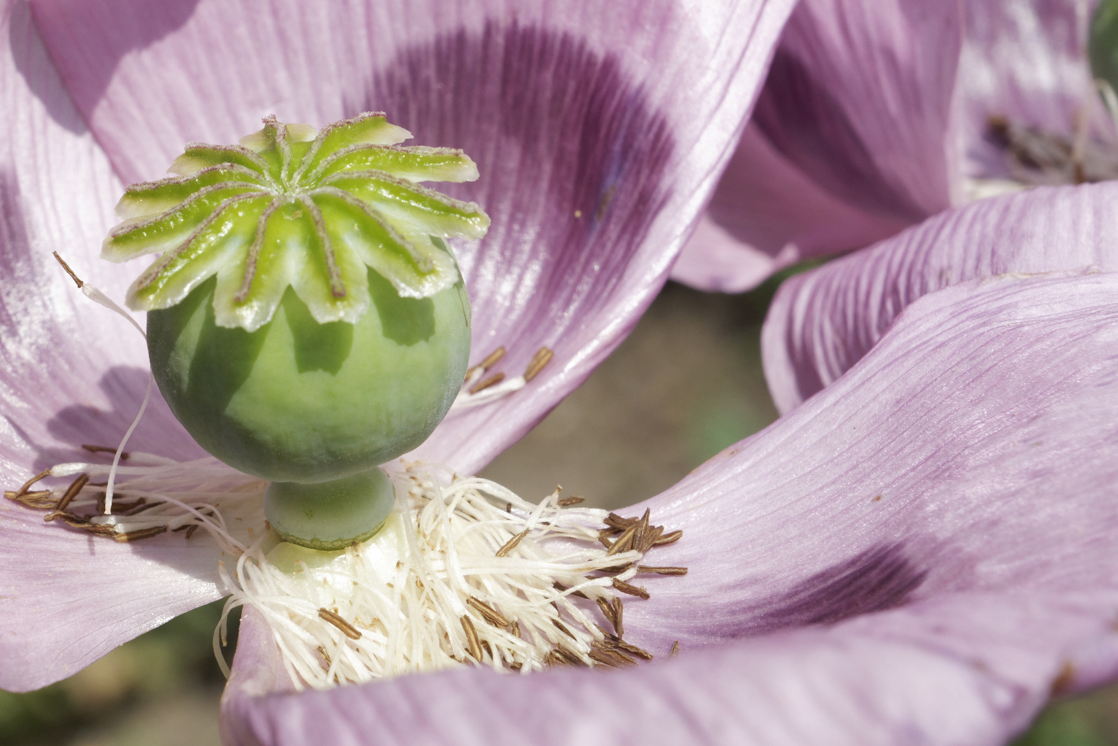 Blütenstempel