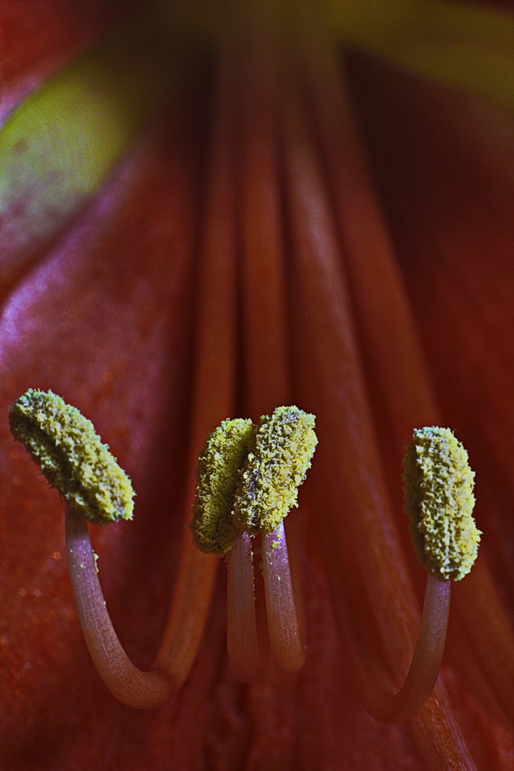 Blütenstempel Amaryllis