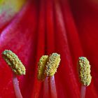 Blütenstempel Amaryllis