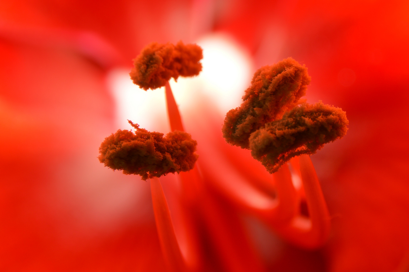 Blütenstempel Amaryllis