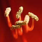 Blütenstempel Amaryllis