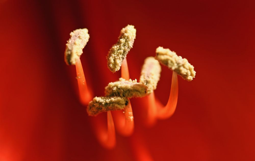 Blütenstempel Amaryllis von Henry Lubritz 