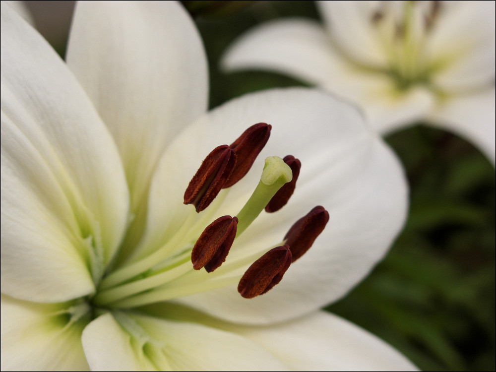 Blütenstempel