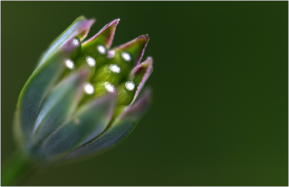 Blütenstempel