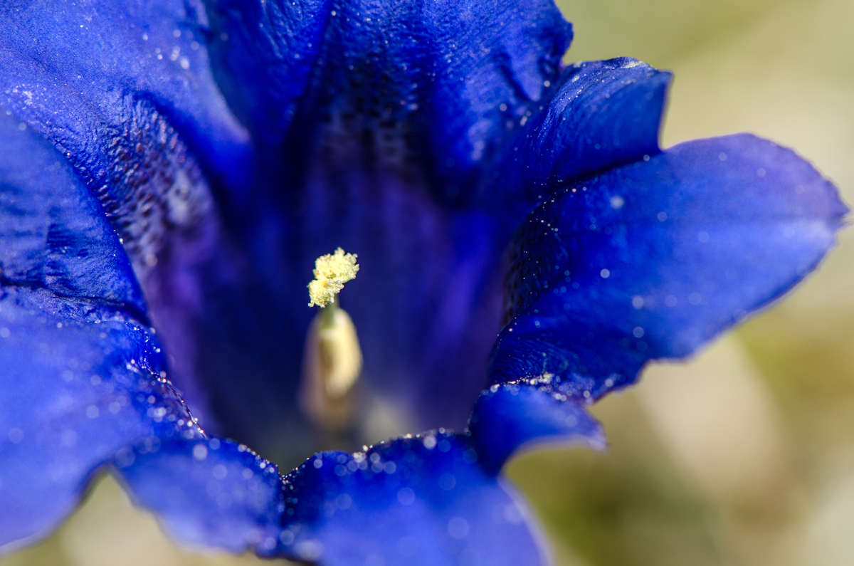 Blütenstempel