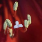 Blütenstempel der Amaryllis