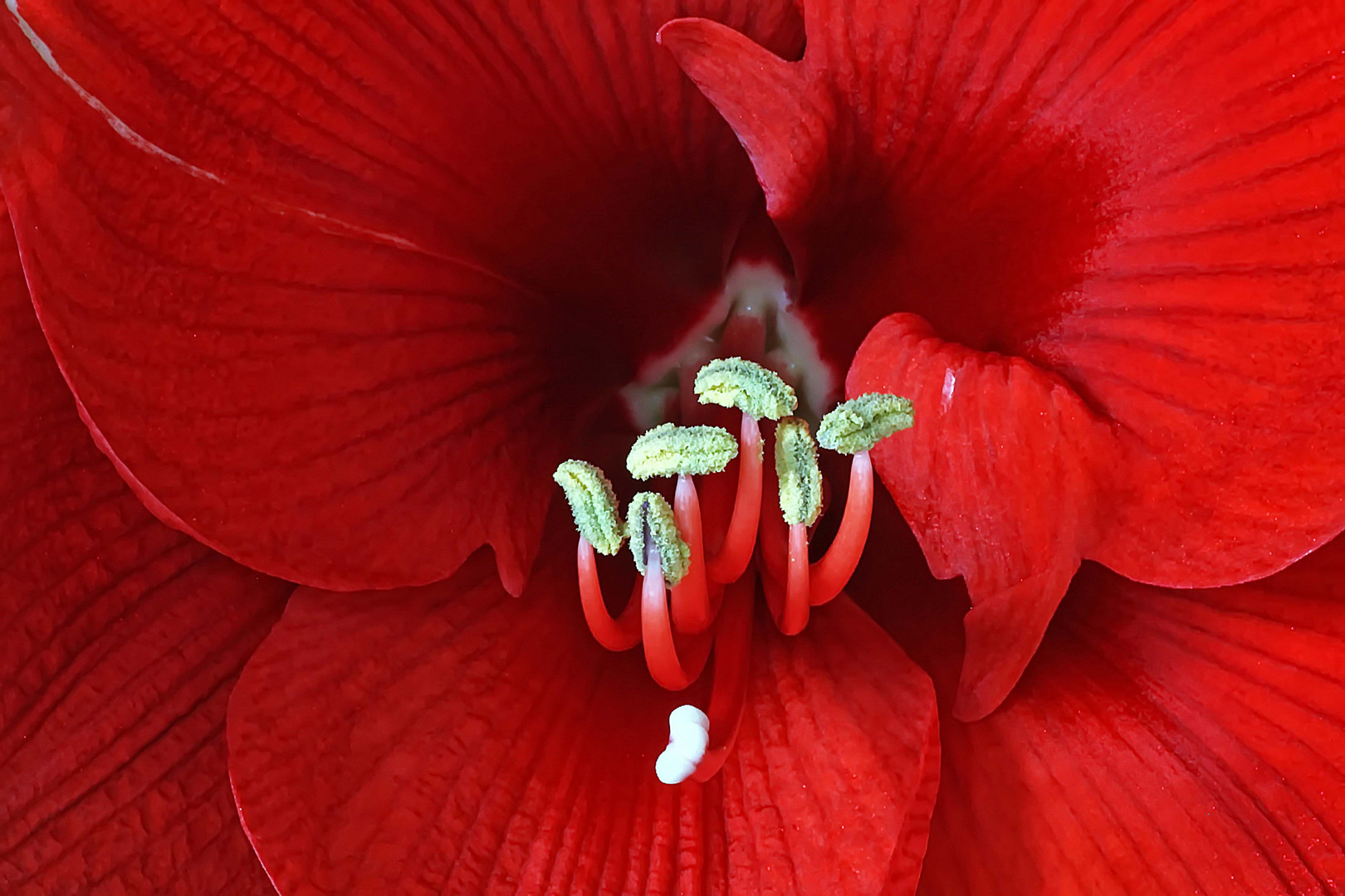 Blütenstempel der Amaryllis