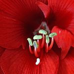 Blütenstempel der Amaryllis