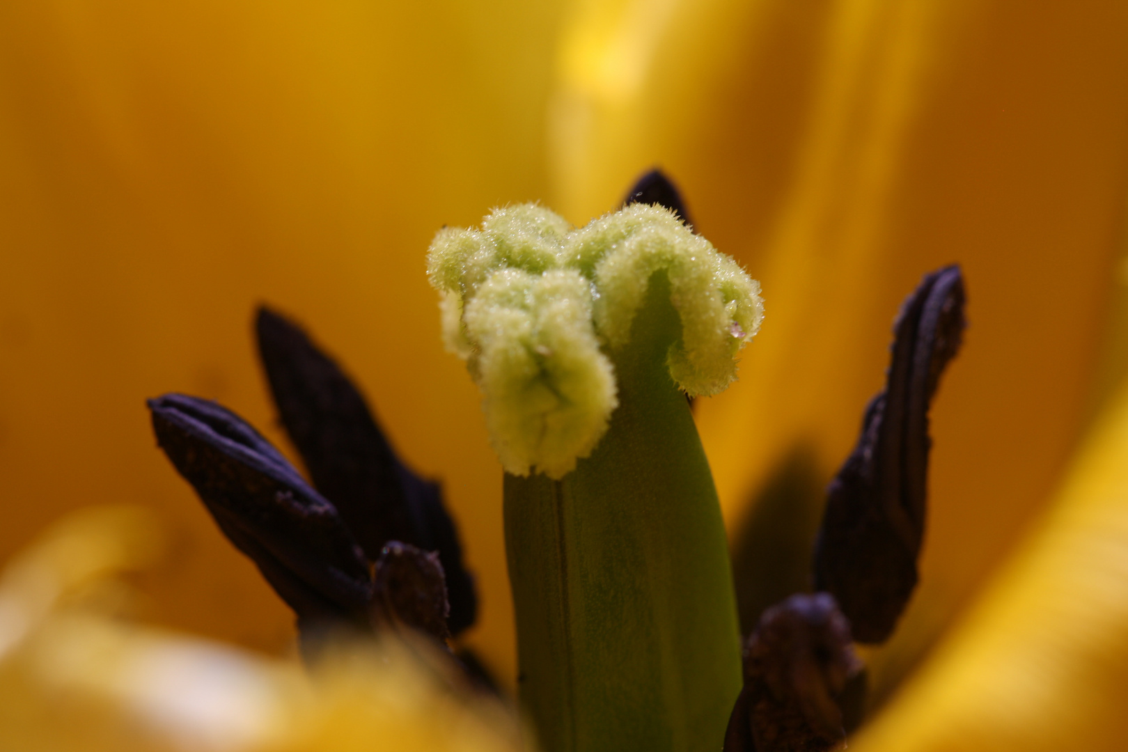 Blütenstempel der Fransentulpe
