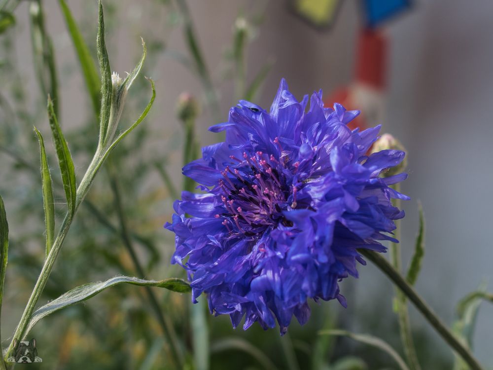 Blütenstempel der Kornblume