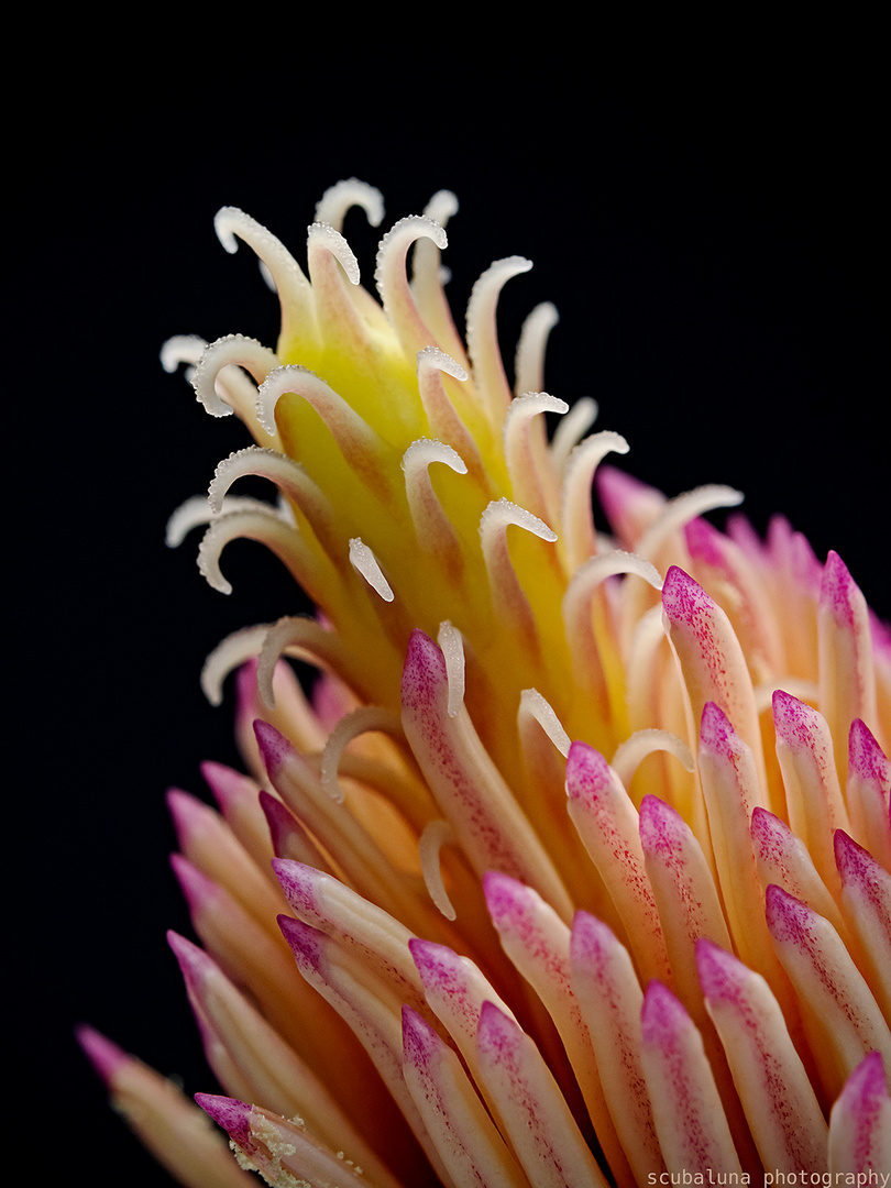 Blütenstempel der Magnolie