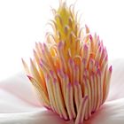 Blütenstempel der Magnolie