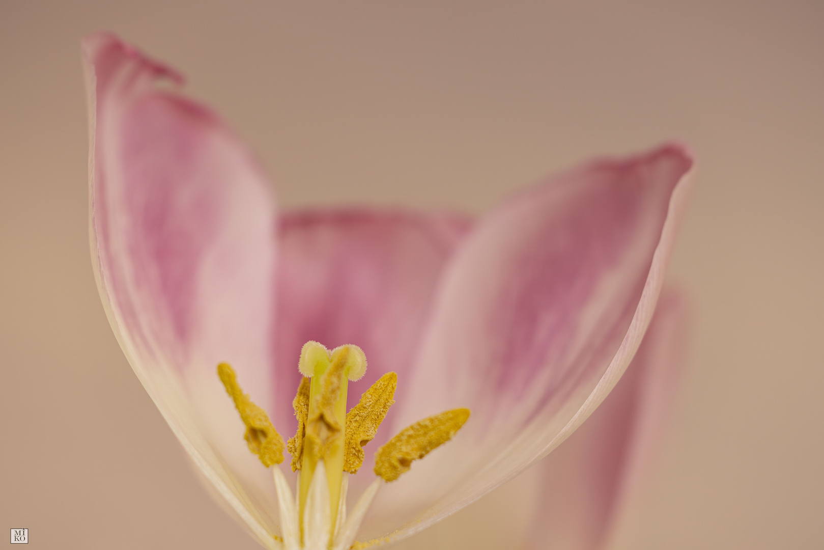 Blütenstempel der Tulpe